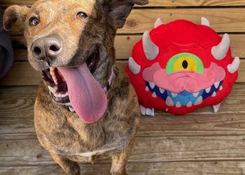 How DOOM: The Bark Ages Promotes Animal Welfare Initiatives